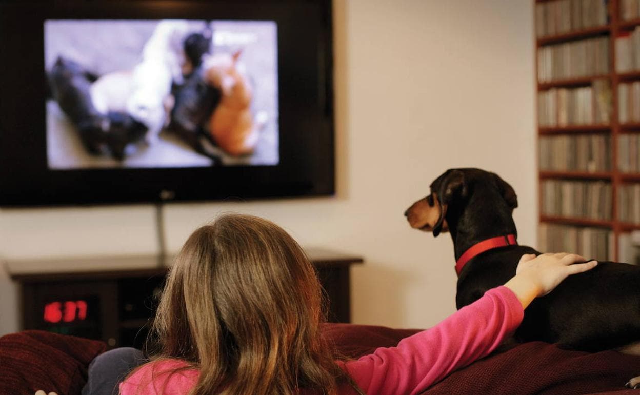 Perros, Televisión | Por Qué Los Perros Miran Fijamente La Televisión ...